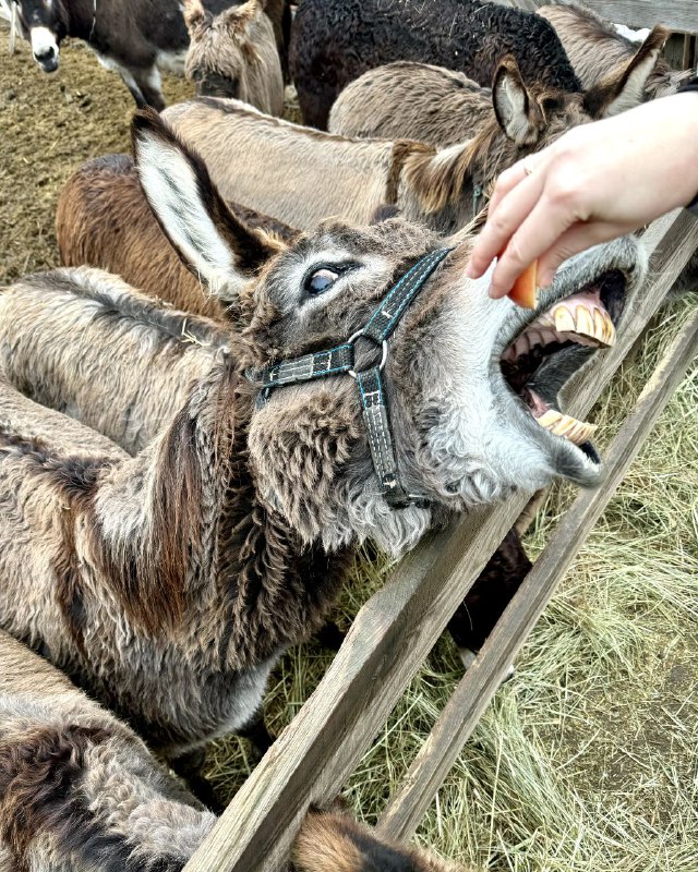 Osloff donkey farm