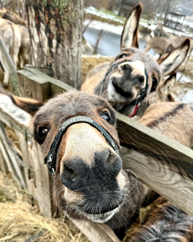 Osloff donkey farm