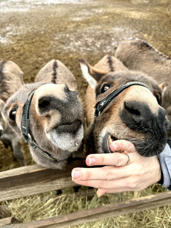 Osloff donkey farm