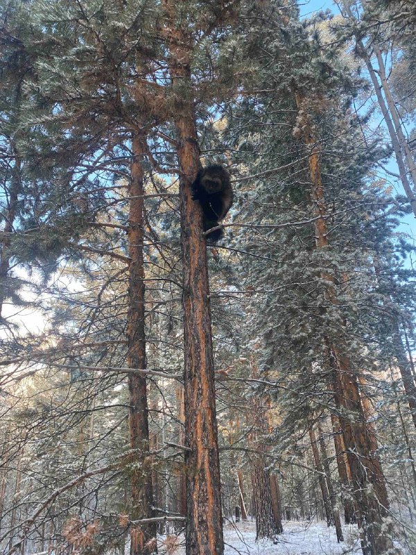 ***🐻***Видели когда-нибудь россомаху на дереве?