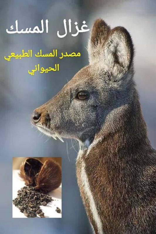 قناتي_للعطور والبخور