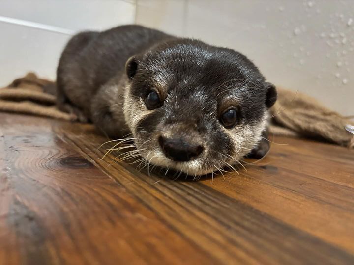 Берлога Выдрика/Otter's Den