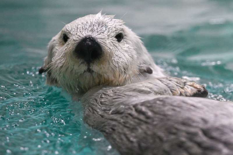 Берлога Выдрика/Otter's Den