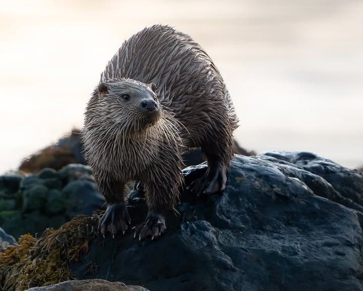 Берлога Выдрика/Otter's Den