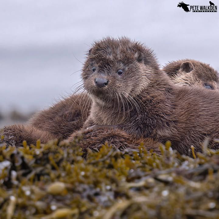 Берлога Выдрика/Otter's Den