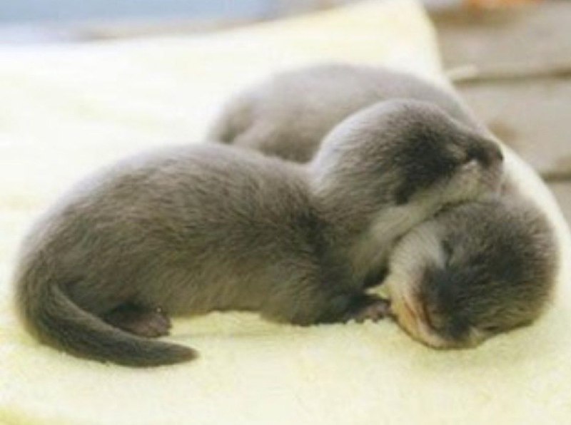 Otters and others