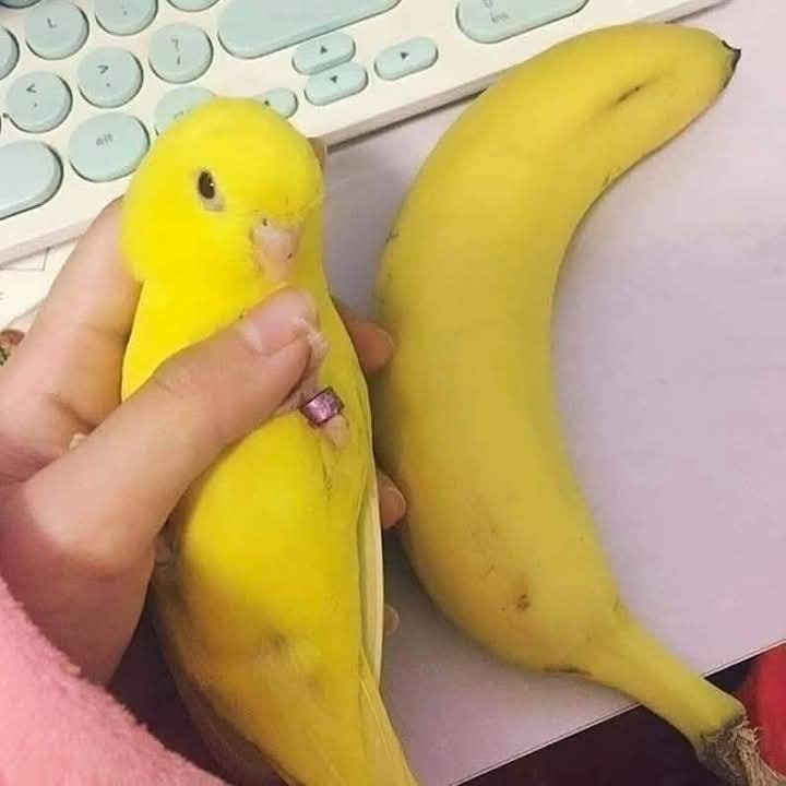 خارج الشباك