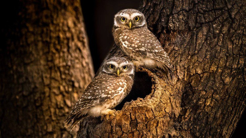 ***🦉******🦉******🦉***АКЦИЯ ***🦉******🦉******🦉***