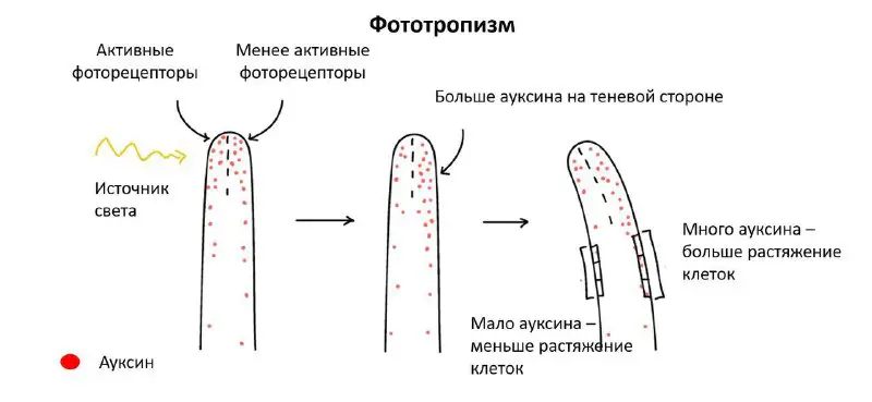 ЗЕЛЁНЫЙ САМУРАЙ