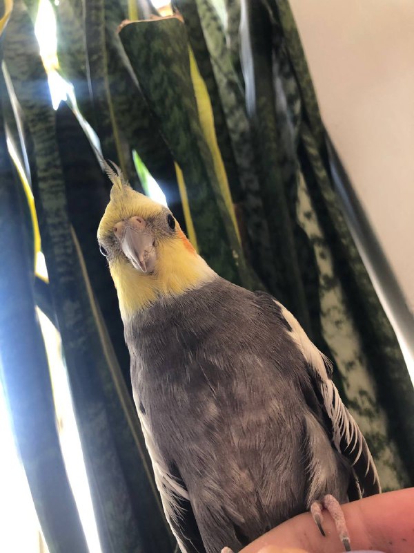 پـِه