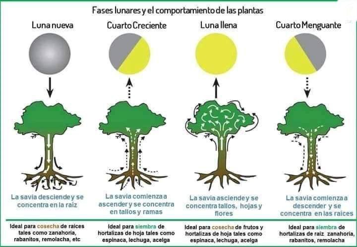 Fases Lunares y el comportamiento de …