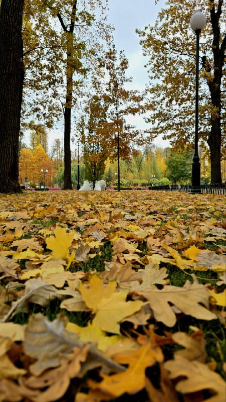 ***☀️******🍁***Недовго те бабине літо тривало, нажаль. …