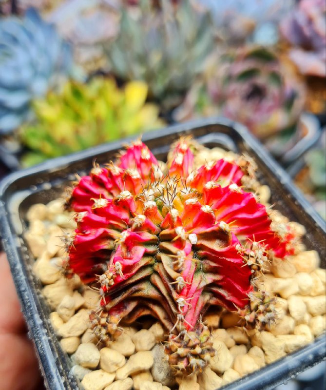 SucculenDi