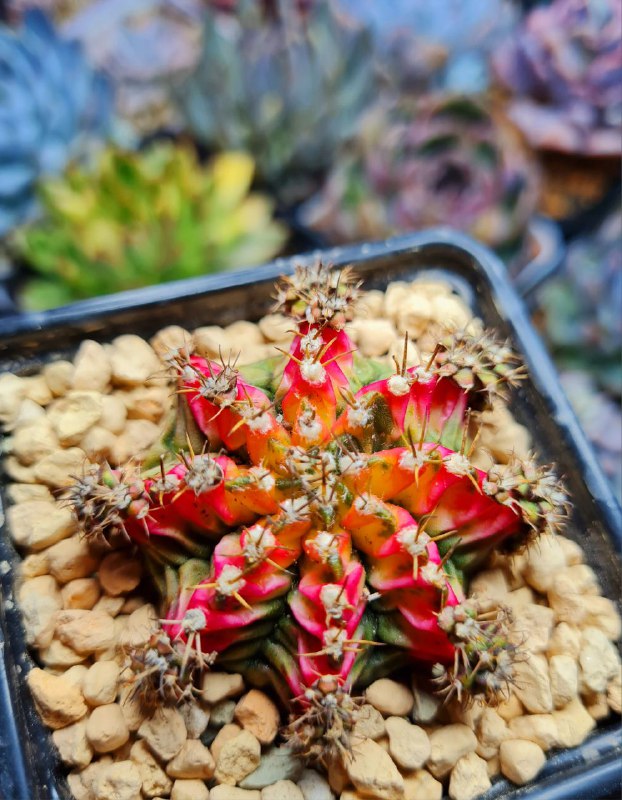 SucculenDi