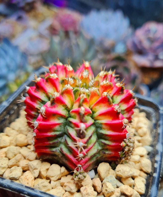 SucculenDi
