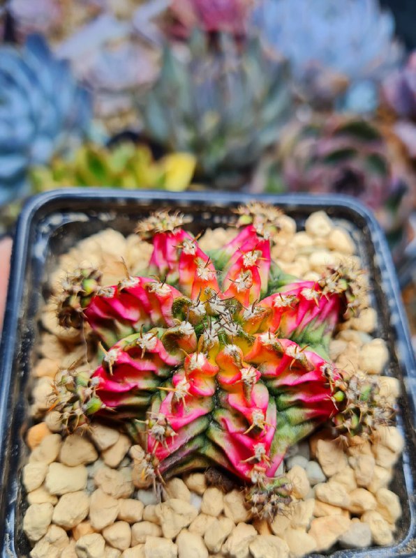 SucculenDi