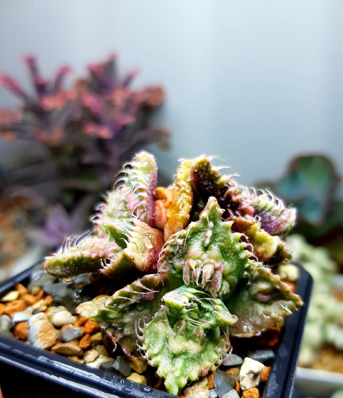 SucculenDi