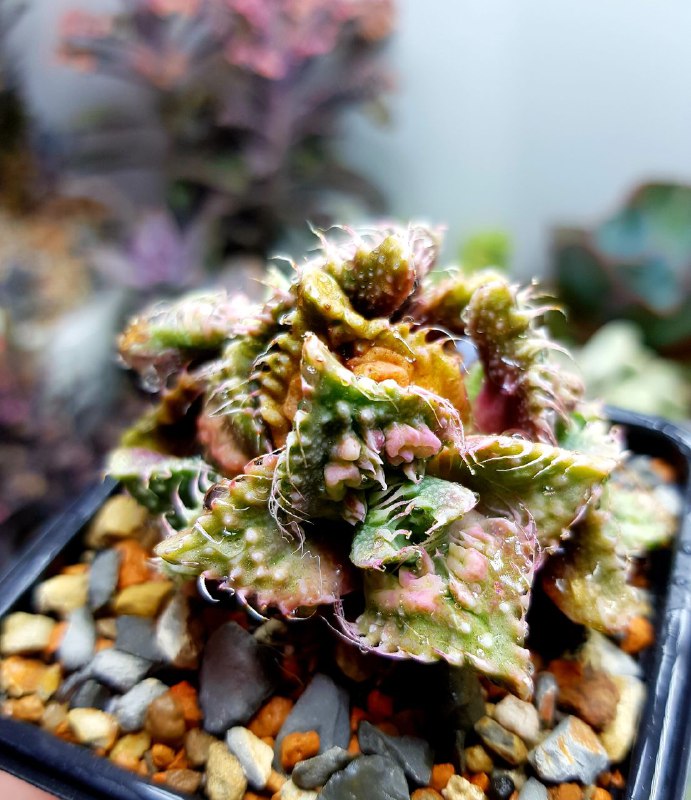 SucculenDi