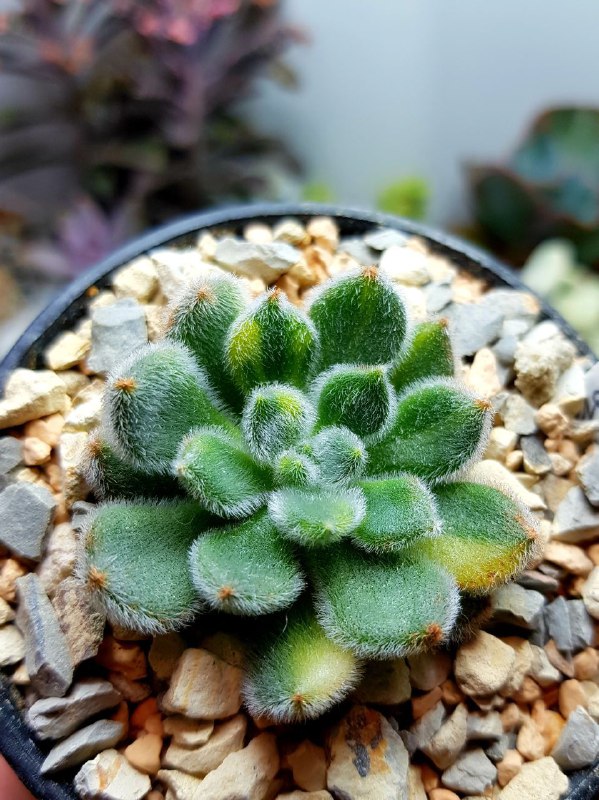 SucculenDi