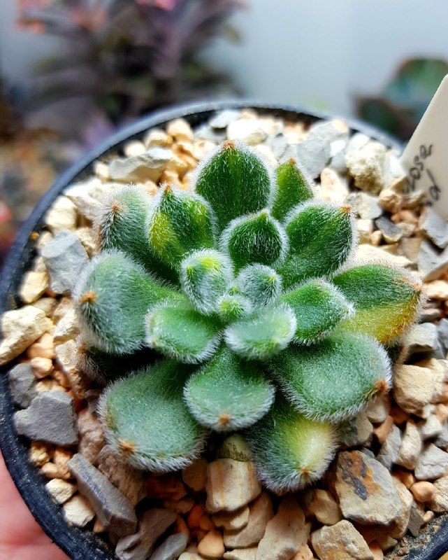 SucculenDi