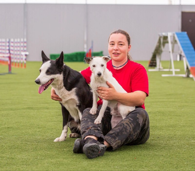 Parson Russell Terrier 🐶