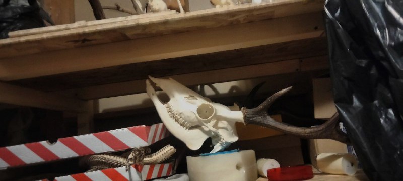 Pars Stik osteology/ taxidermy