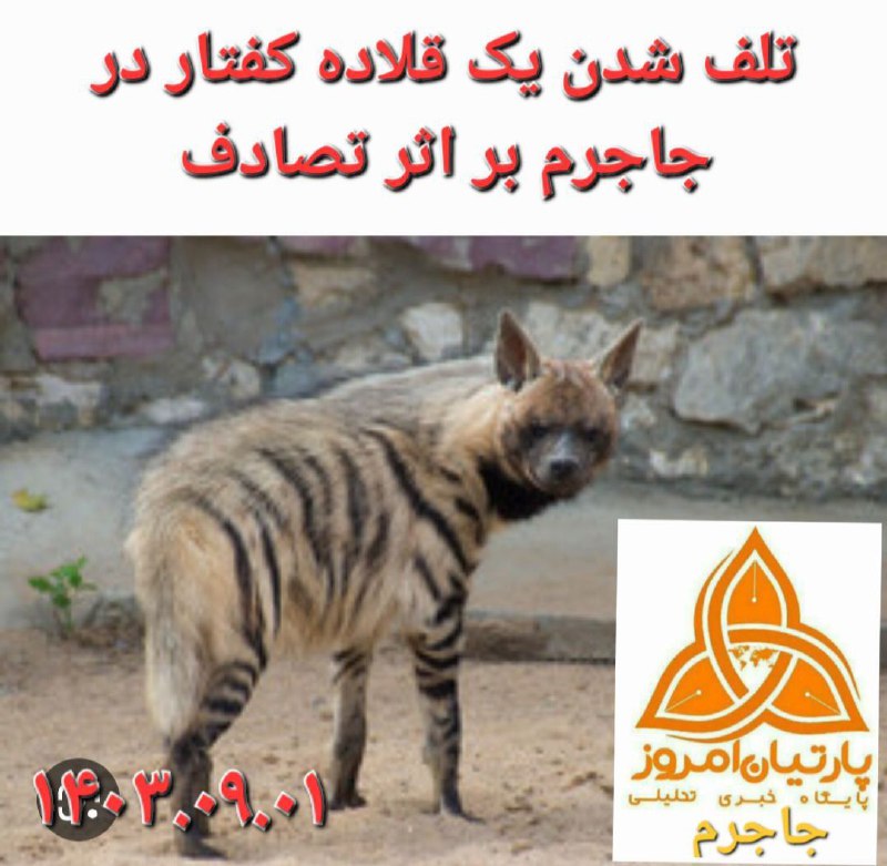 تلف شدن یک قلاده کفتار در …