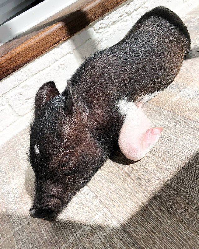 Pashtet piglet