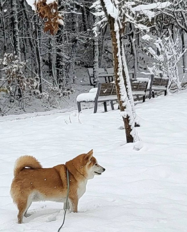 с новой годой