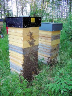 Wieviel Honig bringen die kleinzelligen Bienen?