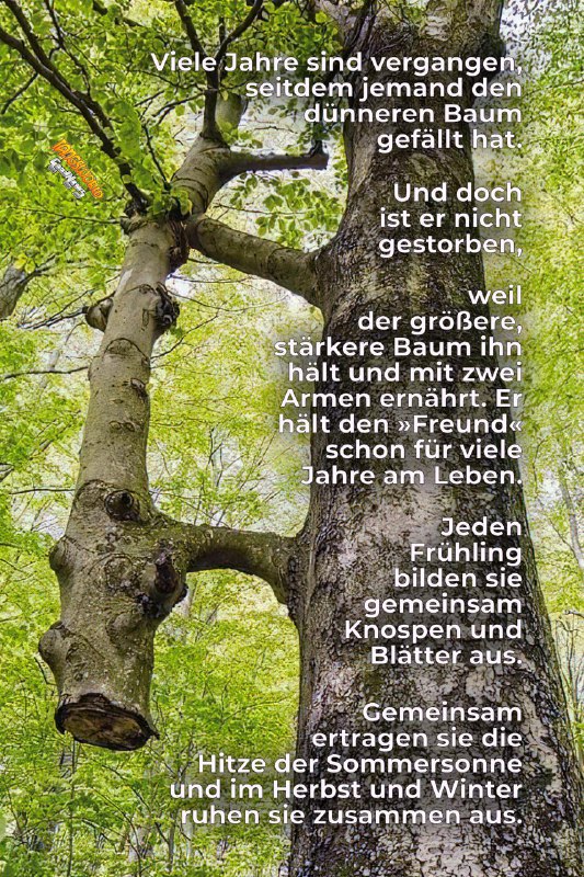 ***🌳*** **Baumfreundschaft - GoodNews** ***🌳***