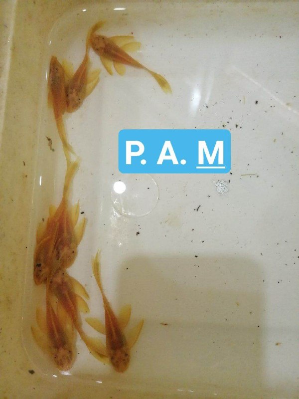 پوزه بوته ای البینو سوپرباله