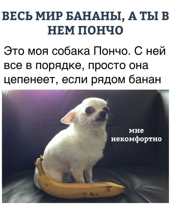 пёсы