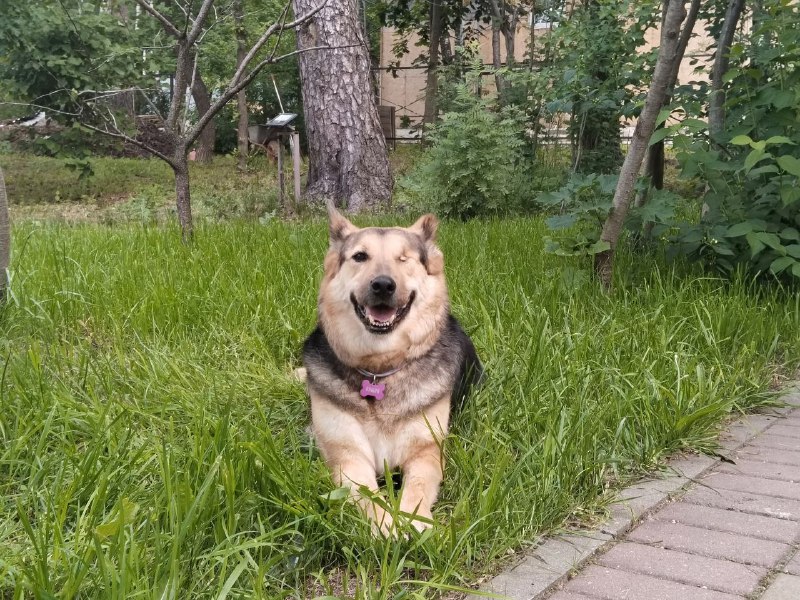 Приют Некрасовка. ПёсикиБарбосики. Москва