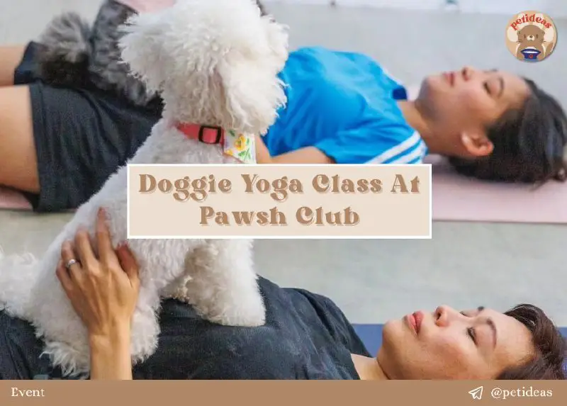 ***🍽******🧘‍♀️*** [**Doggie Yoga Class At Pawsh …