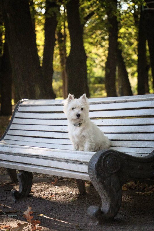 Фотограф-анималист СПБ, Гатчина | PET IN …