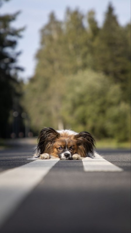 Фотограф-анималист СПБ, Гатчина | PET IN …