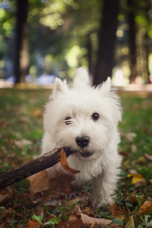 Фотограф-анималист СПБ, Гатчина | PET IN …