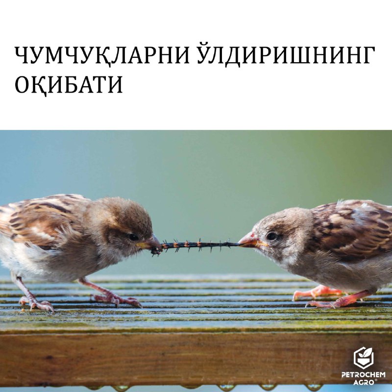 **Чумчуқларни ўлдиришнинг оқибати