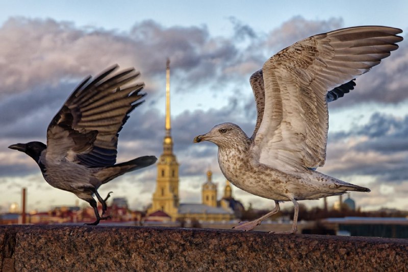 Фотограф Александр Петросян