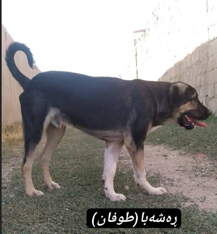 توتکه ره‌شه‌با لە تەمەنی 6 مانگی …
