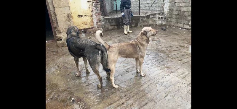 کانال رسمی پژدر بازان روژهلات