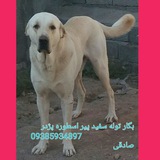 [#بـهـترین‌گروه](?q=%23%D8%A8%D9%80%D9%87%D9%80%D8%AA%D8%B1%DB%8C%D9%86%E2%80%8C%DA%AF%D8%B1%D9%88%D9%87)، کانل ،اینستاگرام ‌براےدوستان‌عشق‌باز
