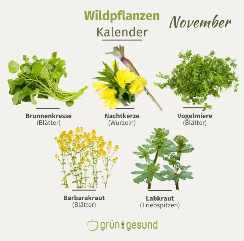 Wildpflanzen im November