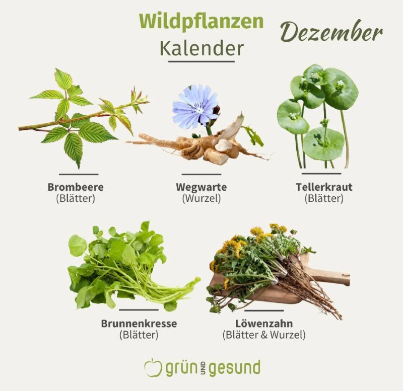 der Wildpflanzen Kalender für den Dezember …