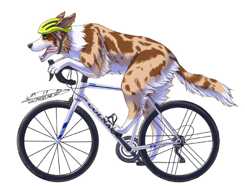 Border collie bicycle rider