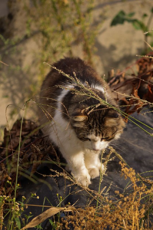 Фотографії від муерти🐾