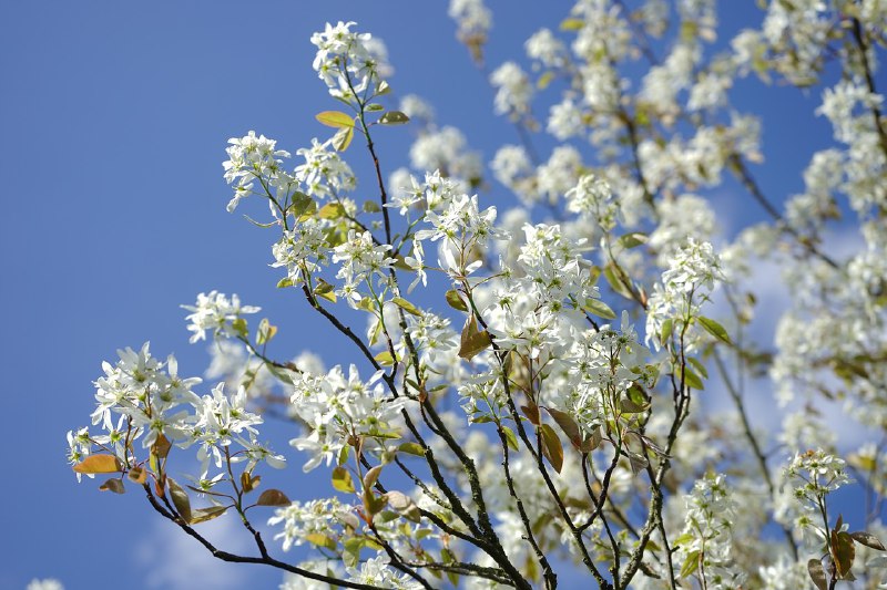 Amelanchier