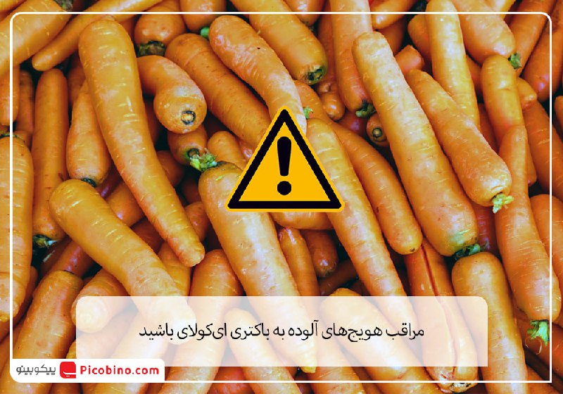 مراقب هویج‌های آلوده به باکتری ای‌کولای …