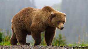 bear----&gt;بِر=خرس
